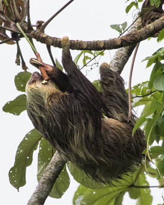 Two-toed Sloth 2.jpg