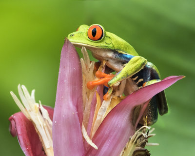 Red-eyed Tree Frog on flower.jpg