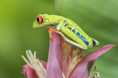 Red-eyed Tree Frog on flower 2.jpg