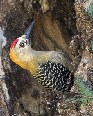 Hoffmanns Woodpecker.jpg