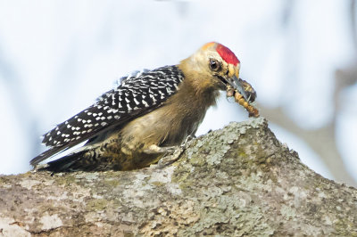 Hoffmanns Woodpecker with grub 2.jpg