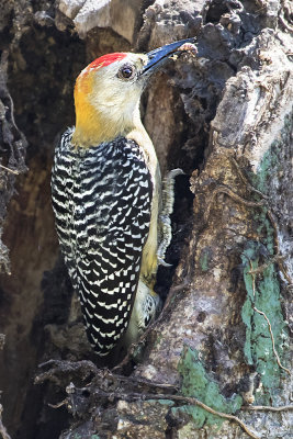 Hoffmanns Woodpecker with grub.jpg