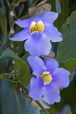 Purple orchids.jpg