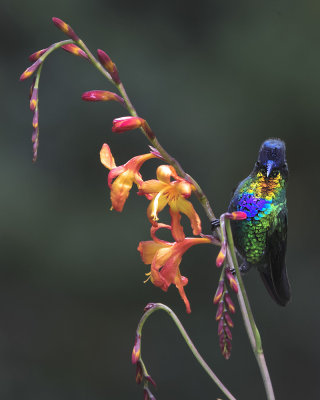 Fiery-throated Hummingbird.jpg