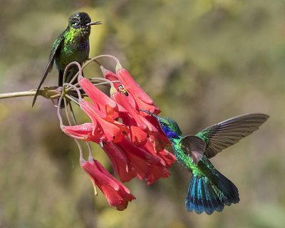 Fiery-throated and Green Violet-ear Hummers
