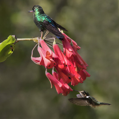 Magnificent and Volcano Hummers.jpg