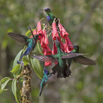 Hummingbird feast.jpg