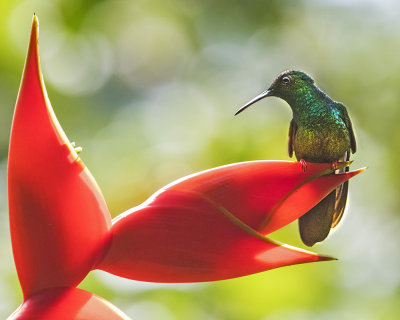 Rufous-tailed Hummer on red plant.jpg