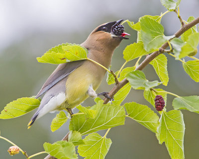 Ceder Waxwing with mulberry.jpg