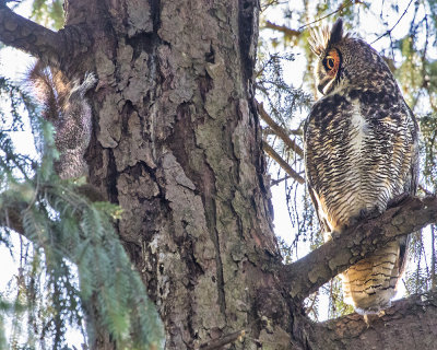 Great Horned Owl watches squirrel.jpg