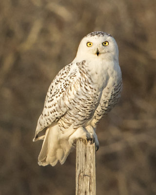 Snowy on post of marsh.jpg