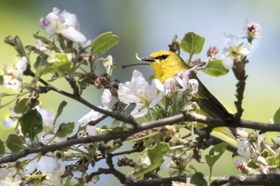 Blue-winged Warbler with caterpillar.jpg