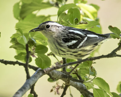 Black and White Warbler with caterpillar.jpg