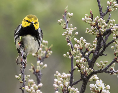 Black-throat Green warbler and flowers.jpg