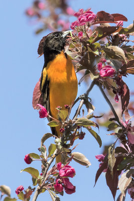 Oriole with caterpillar on pink flowers.jpg