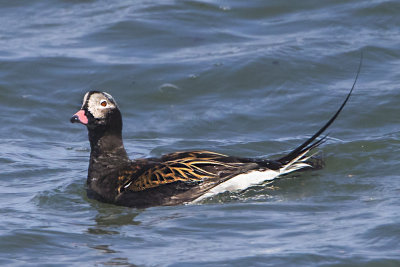 Long-tailed Duck breeding plumage.jpg