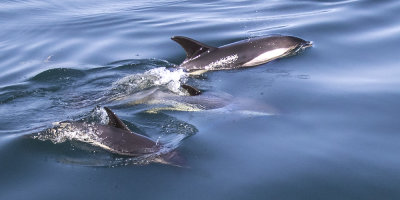 White-sided Dolphins.jpg