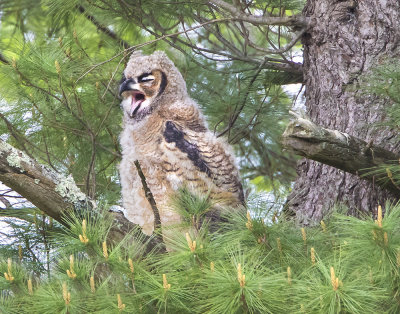 GHO owlet yawning.jpg