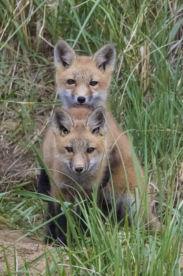 Fox kits in grass.jpg