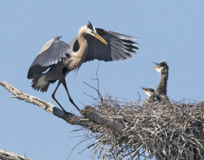 GBHeron comes to nest with babies.jpg