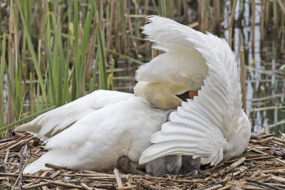 Swan preens with babies under wing.jpg