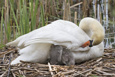 Swan preens with 2 babies under wing.jpg