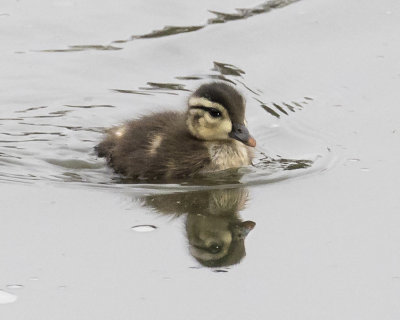 Wood Duck baby with reflection.jpg