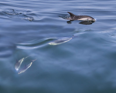 White-sided Dolphins over and under.jpg