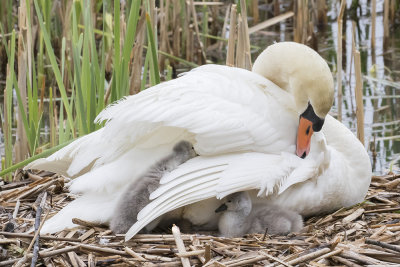 Swan with baby protection.jpg