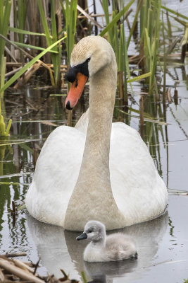 Swan in water with cygnet 2