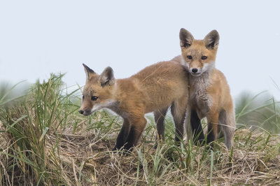 Fox kit pair on dune.jpg