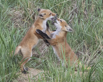 Fox kits play fighting.jpg