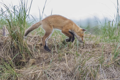 Fox kit leaping.jpg
