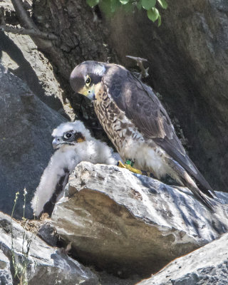 Peregrine chick with mom.jpg