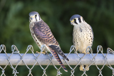 Kestrel male and female fledglings.jpg