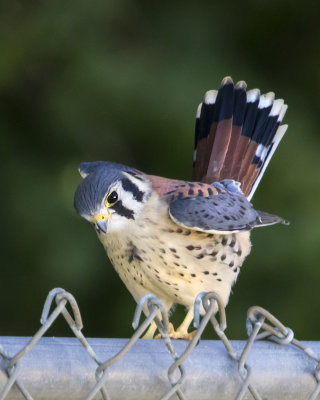 Kestrel male fledgling on fence.jpg