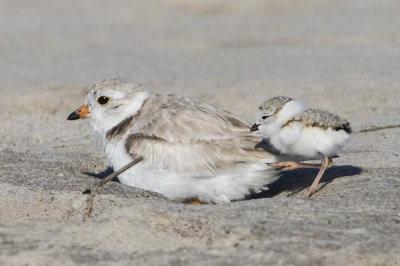 Piping Plover with baby behind.jpg