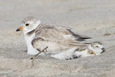 Piping Plover with sleeping baby.jpg