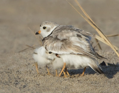 Piping Plover baby yelling under wings.jpg