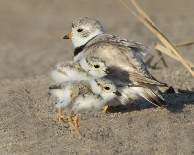Piping Plover with 2 babies.jpg