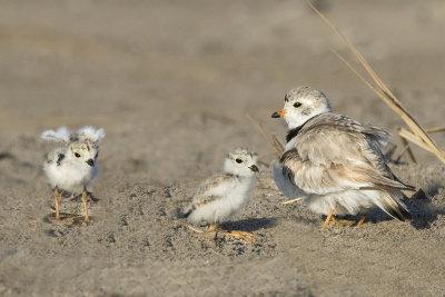Piping Plover with 2 babies 1 stretches.jpg