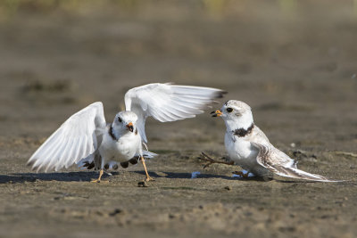 Piping Plover fight.jpg
