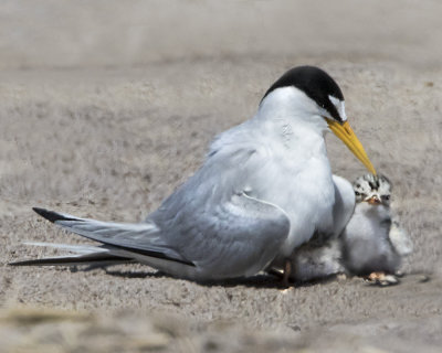 Least Tern cuddles  chicks.jpg