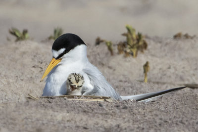 Least Tern cuddles baby.jpg