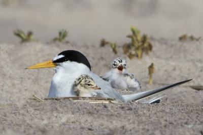 Least Tern cuddles baby + 1.jpg