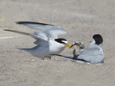 Least Tern baby gets fish.jpg