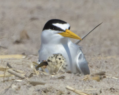 Least Tern and baby with fish.jpg