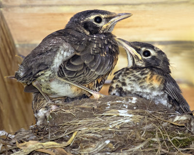 Robins on nest.jpg