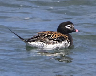 Long-tailed Duck breeding