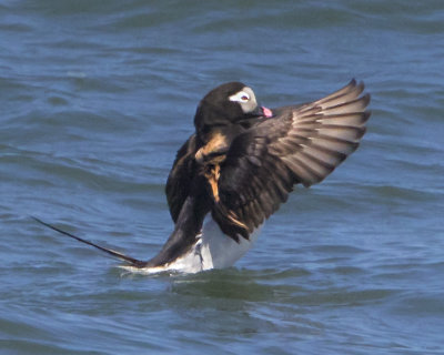 Long-tailed Duck flapping.jpg